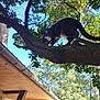 Réa participe au concours pour gagner de l'argent avec cette photo : cat, tree, branch, outdoor, nature, sky, greenery, roof, house, animal, pet, sunlight, daylight, leaves, curious, walking, feline, exploration, wood, trunk