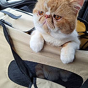 Magnus joined the competition — help win amazing prizes! cat, pet_carrier, orange_cat, white_cat, whiskers, curious, fur, paws, close_up, indoor, animal, pet, cute, face, ears, nose, seat, car_interior, mesh, zipper