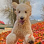 autumn, canine, dog, ears, fall_leaves, fur, grass, happy, jumping, leaf, nature, outdoor, park, pet, playful, poodle, running, seasonal, tongue, tree