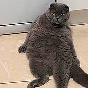 Zeus participe au concours pour gagner de l'argent avec cette photo : cat, gray_cat, sitting, floor, tile_floor, indoor, pet, animal, feline, fluffy, cute, relaxed, chubby, amber_eyes, looking_at_camera, plush_fur, domestic_cat, funny_pose, home, companion