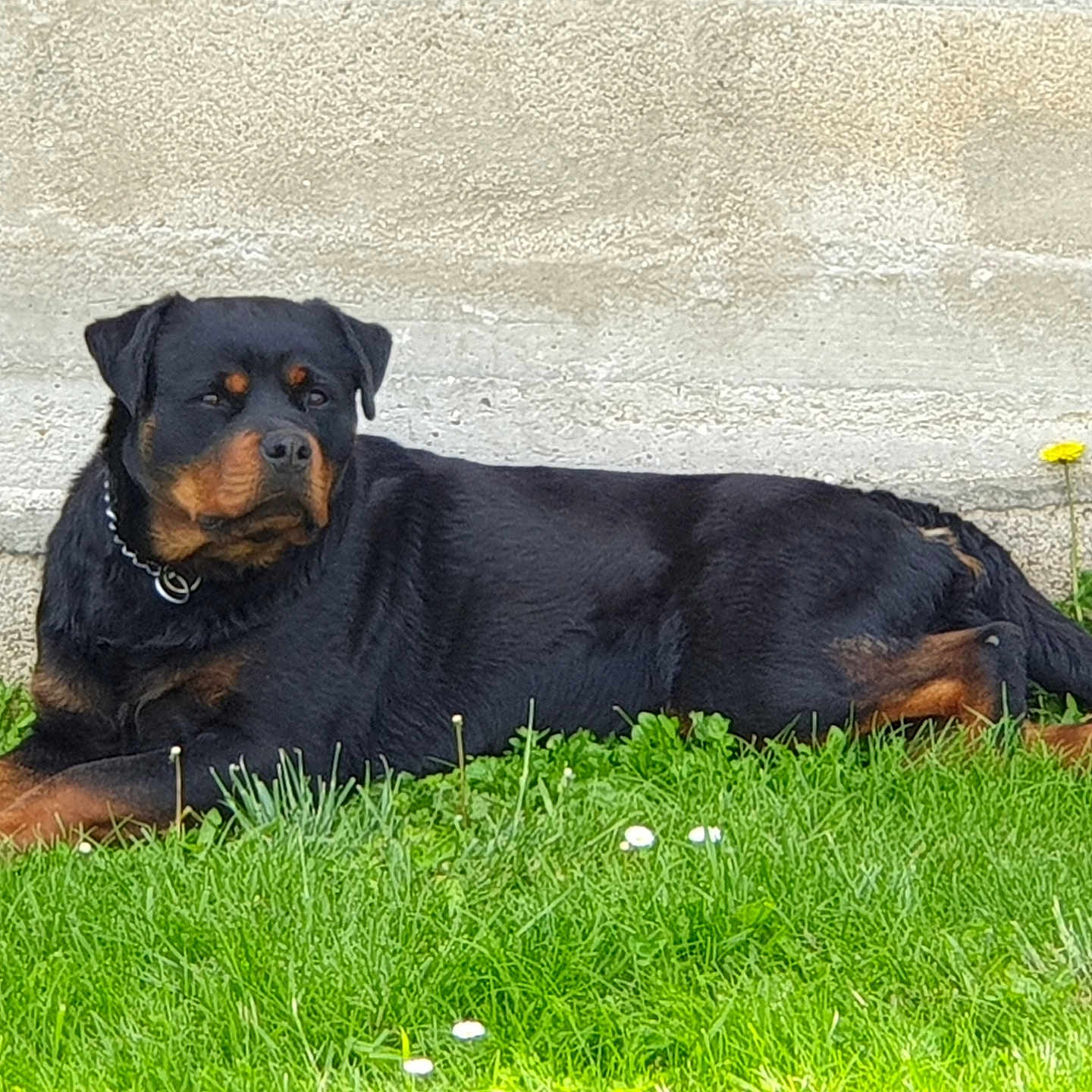 Niouka participe au concours pour gagner de l'argent avec cette photo : animal, appenzeller, architecture, building, canine, dog, field, flower, grass, grassland, hound, labradorretriever, lawn, nature, outdoors, pet, plant, puppy, terrier, wall
