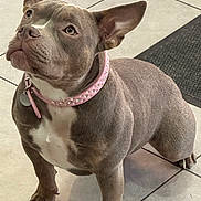 Azura participe au concours pour gagner de l'argent avec cette photo : dog, gray_dog, pink_collar, pet, indoor, tile_floor, attentive, ears_up, looking_up, cute, companion, domestic_animal, mammal, friendly, sitting, short_fur, medium_size, house_pet, well_groomed, floor_mat