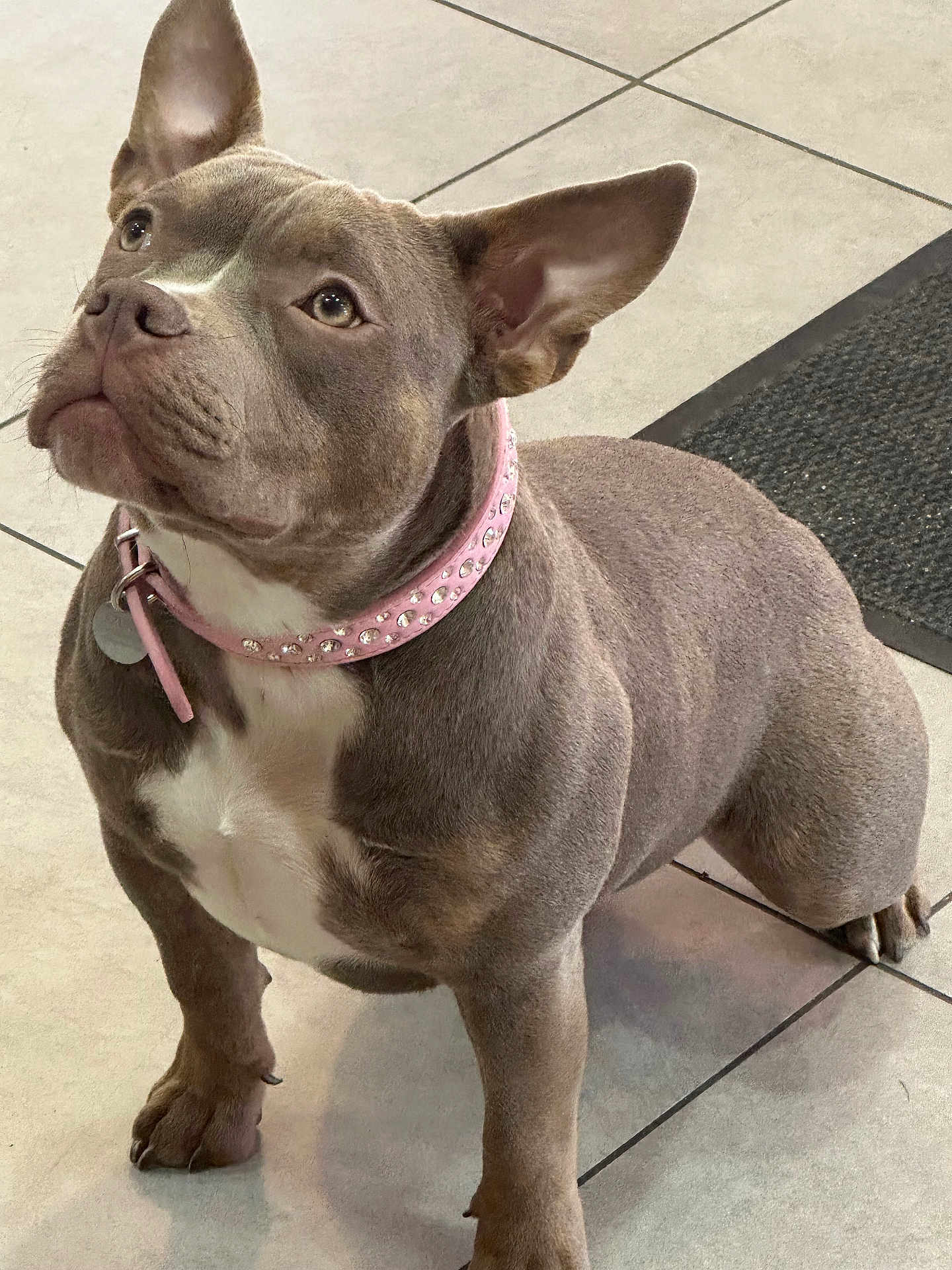 Azura participe au concours pour gagner de l'argent avec cette photo : dog, gray_dog, pink_collar, pet, indoor, tile_floor, attentive, ears_up, looking_up, cute, companion, domestic_animal, mammal, friendly, sitting, short_fur, medium_size, house_pet, well_groomed, floor_mat