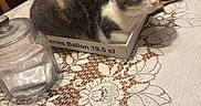 Tchouktchouk a rejoint le concours — aidez-le/la à gagner de superbes lots ! box, cat, chair, closeup, cozy, decor, domestic, feline, fur, gourds, indoor, jar, kitchen, lace, pet, portrait, sitting, table, tablecloth, whiskers