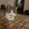 Tchouktchouk participe au concours pour gagner de l'argent avec cette photo : bokeh, cat, close_up, cozy, domestic, ears, feline, fur, indoor, loaf_pose, nose, paws, pet, portrait, pumpkin_tile, shallow_depth_of_field, stove, table, tile, whiskers