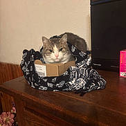 Tchouktchouk participe au concours pour gagner de l'argent avec cette photo : box, cat, countertop, cozy, curious, ears, face, feline, flowers, home_decor, indoor, package, pet, portrait, scarf, speaker, table, wall, whiskers, wooden_table