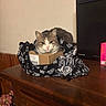 box, cat, countertop, cozy, curious, ears, face, feline, flowers, home_decor, indoor, package, pet, portrait, scarf, speaker, table, wall, whiskers, wooden_table