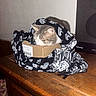 Tchouktchouk a rejoint le concours — aidez-le/la à gagner de superbes lots ! cardboard_box, cat, cat_in_box, cozy, cute, fabric, feline, flash_lighting, gray_white_cat, home_interior, indoor, label_sticker, pet, resting, scarf, skull_pattern, speaker, tabletop, wall, wooden_table