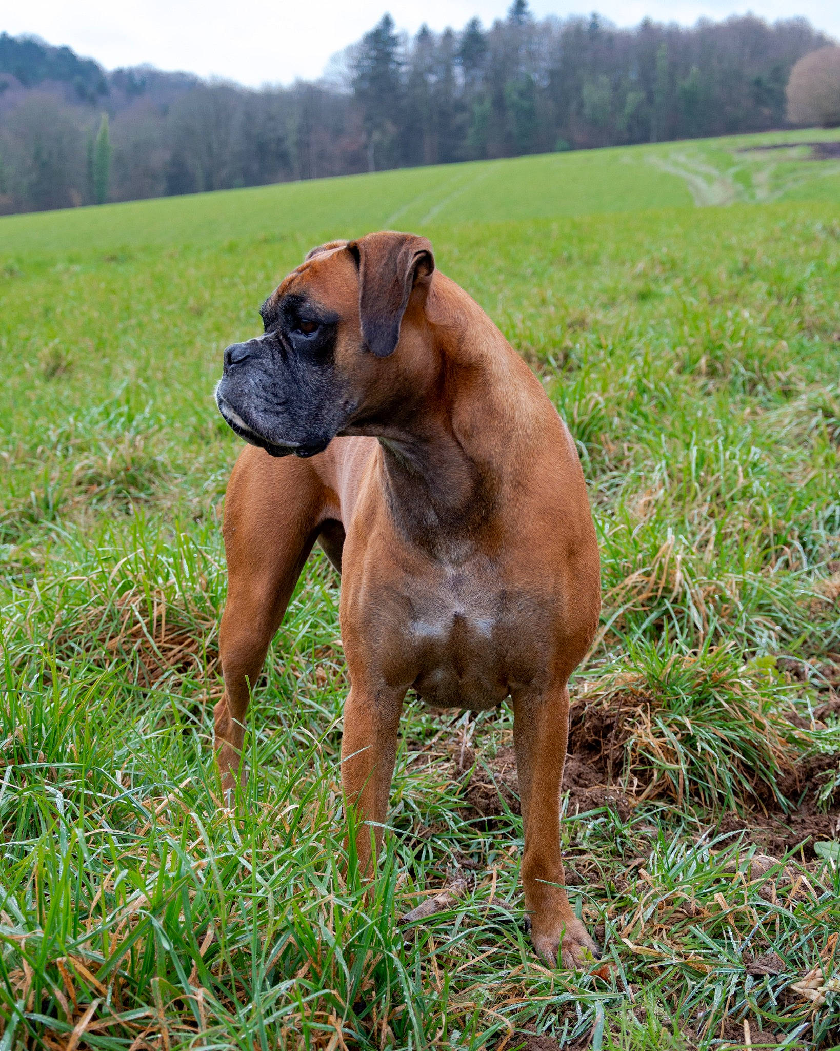 Liska participe au concours pour gagner de l'argent avec cette photo : ancient_dog_breeds, boxer, carnivore, companion_dog, dog, dog_breed, fawn, grass, grassland, liver, molosser, pasture, plant, prairie, sky, sporting_group, terrestrial_animal, tree, working_animal, working_dog