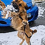 dog, snow, playful, leaping, blue_car, outdoor, winter, fur, leash, street, animal, pet, energetic, canine, motion, daylight, snowflakes, fun, nature, cold