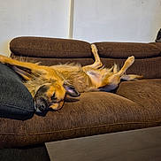 Sky participe au concours pour gagner de l'argent avec cette photo : dog, brown_couch, relaxed, indoor, pet, sleeping, living_room, furniture, canine, cozy, upside_down, resting, domestic_animal, home, wooden_floor, cushion, decor, wall_art, string_lights, table