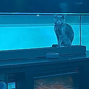 Shadow is registered to the contest to win money with this photo: animal, blue_light, cat, collar, comfortable, cozy, decor, domestic, fireplace, furniture, glow, home, indoor, pet, quiet, relaxing, shelf, sitting, warmth, watchful