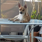 Uggs a rejoint le concours — aidez-le/la à gagner de superbes lots ! backyard, canine, chair, daytime, dog, ears, fur, garden, glass_table, house, leisure, outdoor, paws, pet, plant, relaxed, resting, small_dog, sunlight, table