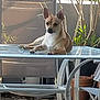 backyard, canine, chair, daytime, dog, ears, fur, garden, glass_table, house, leisure, outdoor, paws, pet, plant, relaxed, resting, small_dog, sunlight, table