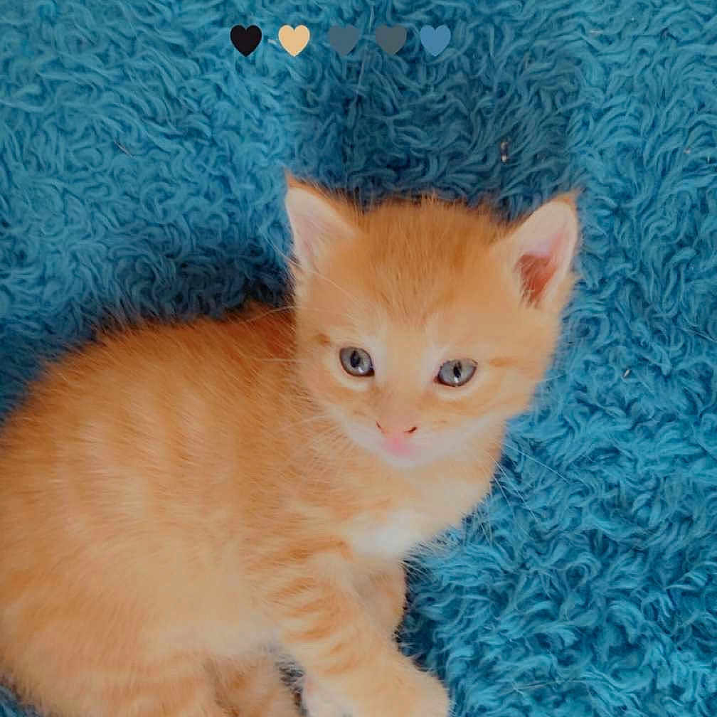 Natsu