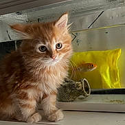 Nala a rejoint le concours — aidez-le/la à gagner de superbes lots ! kitten, orange_tabby, cat, fish_tank, goldfish, yellow, pet, animal, curious, furry, indoor, closeup, whiskers, eyes, fur, sitting, tank_decoration, water, cute, domestic