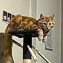 cat, orange_tabby, cat_tree, indoor, feline, pet, fur, animal, whiskers, ears, tail, relaxed, curious, domestic_cat, household, wall, photograph, paper, resting, young_cat