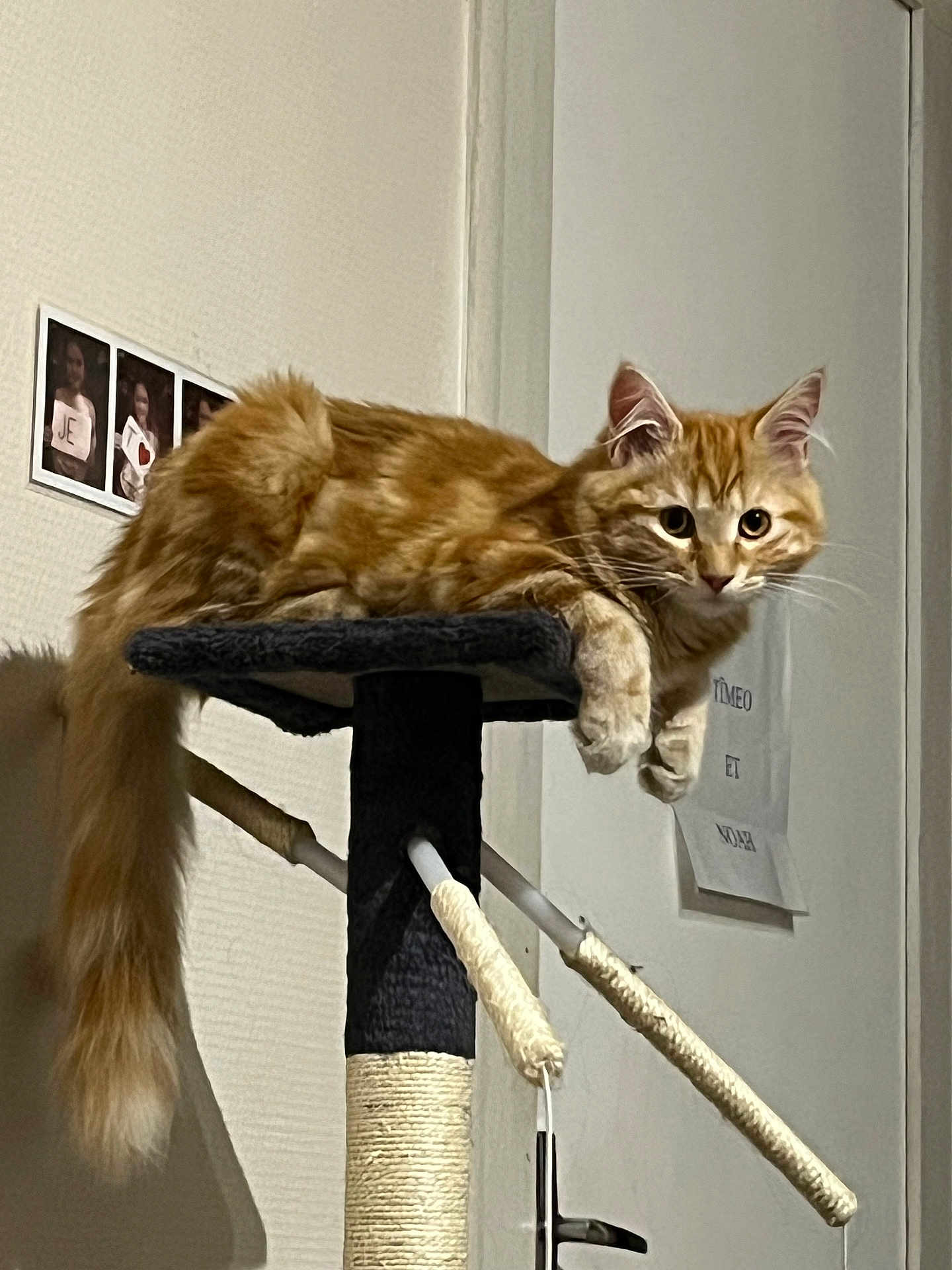 Nala
