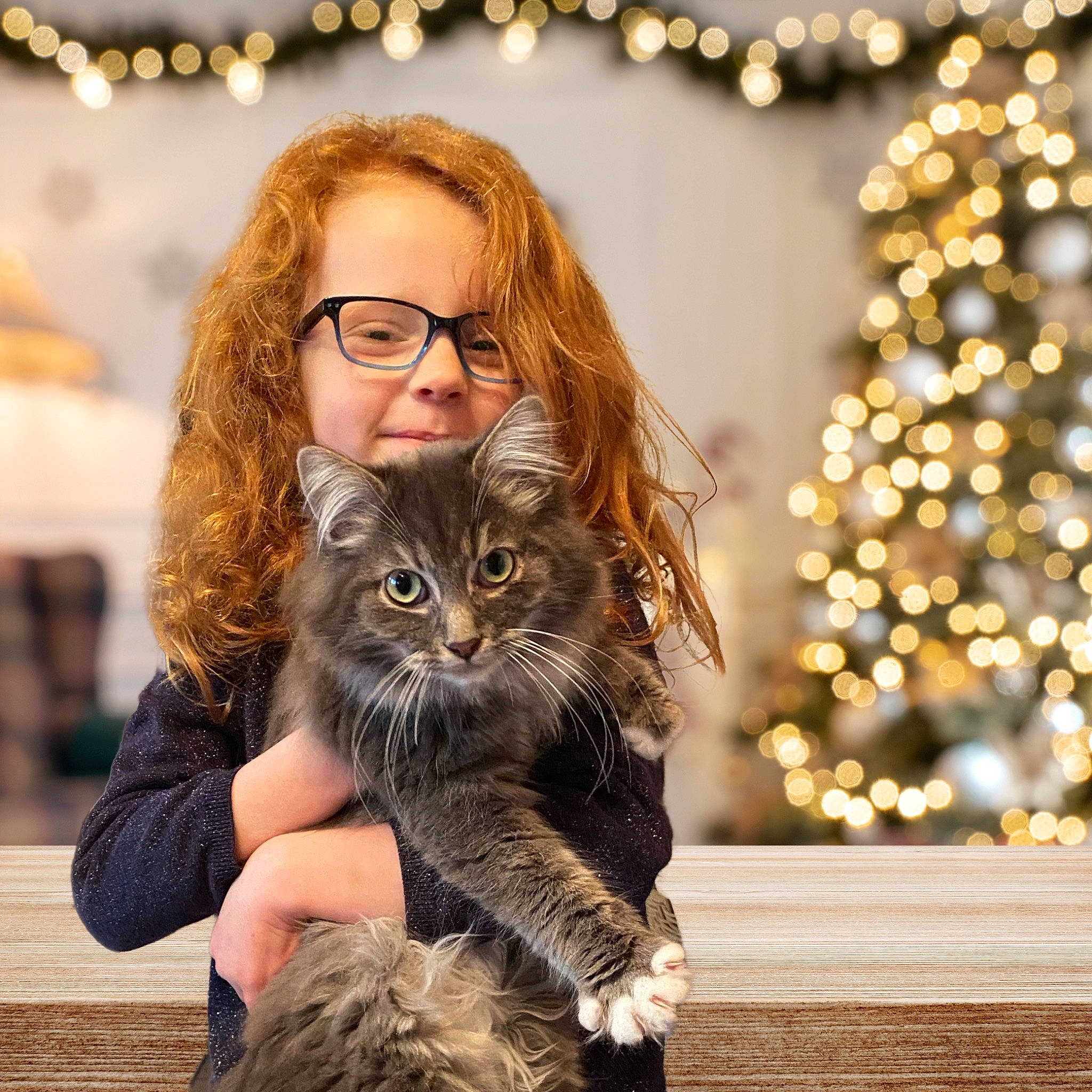 Wyatt a rejoint le concours — aidez-le/la à gagner de superbes lots ! brown_hair, carnivore, cat, christmas_tree, conifer, domestic_short_haired_cat, event, eye, fawn, felidae, fun, fur, happy, long_hair, portrait_photography, sitting, small_to_medium_sized_cats, whiskers, winter, wood