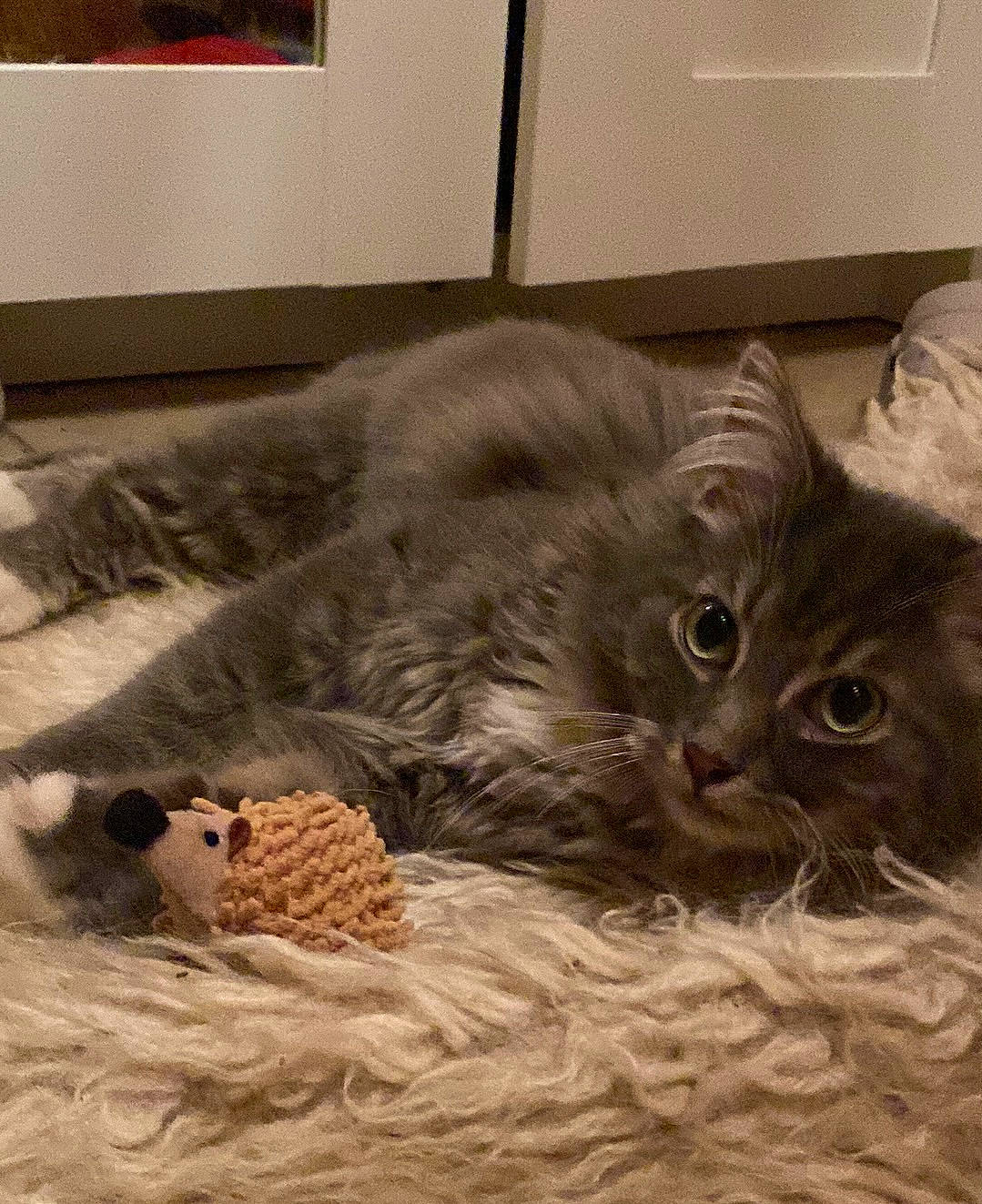 Wyatt a rejoint le concours — aidez-le/la à gagner de superbes lots ! box, carnivore, cat, claw, comfort, domestic_short_haired_cat, fawn, felidae, flooring, fur, grey, nap, paw, picture_frame, small_to_medium_sized_cats, snout, table, tail, whiskers, wood