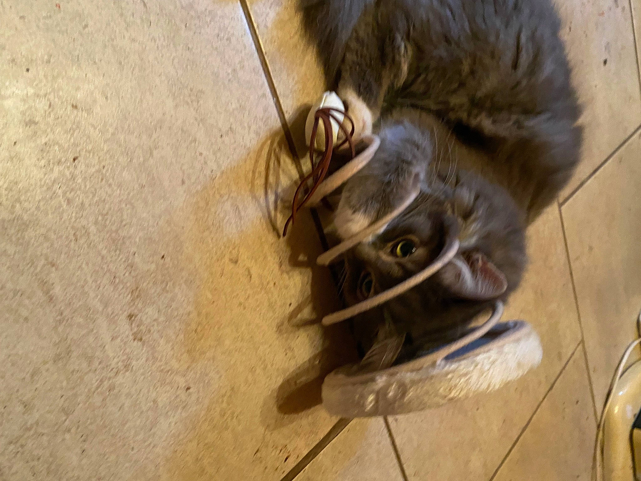 Wyatt a rejoint le concours — aidez-le/la à gagner de superbes lots ! black_cat, carnivore, cat, claw, dog_breed, domestic_short_haired_cat, fawn, felidae, flooring, fur, grey, hardwood, paw, small_to_medium_sized_cats, snout, sporting_group, tail, terrestrial_animal, whiskers, wood