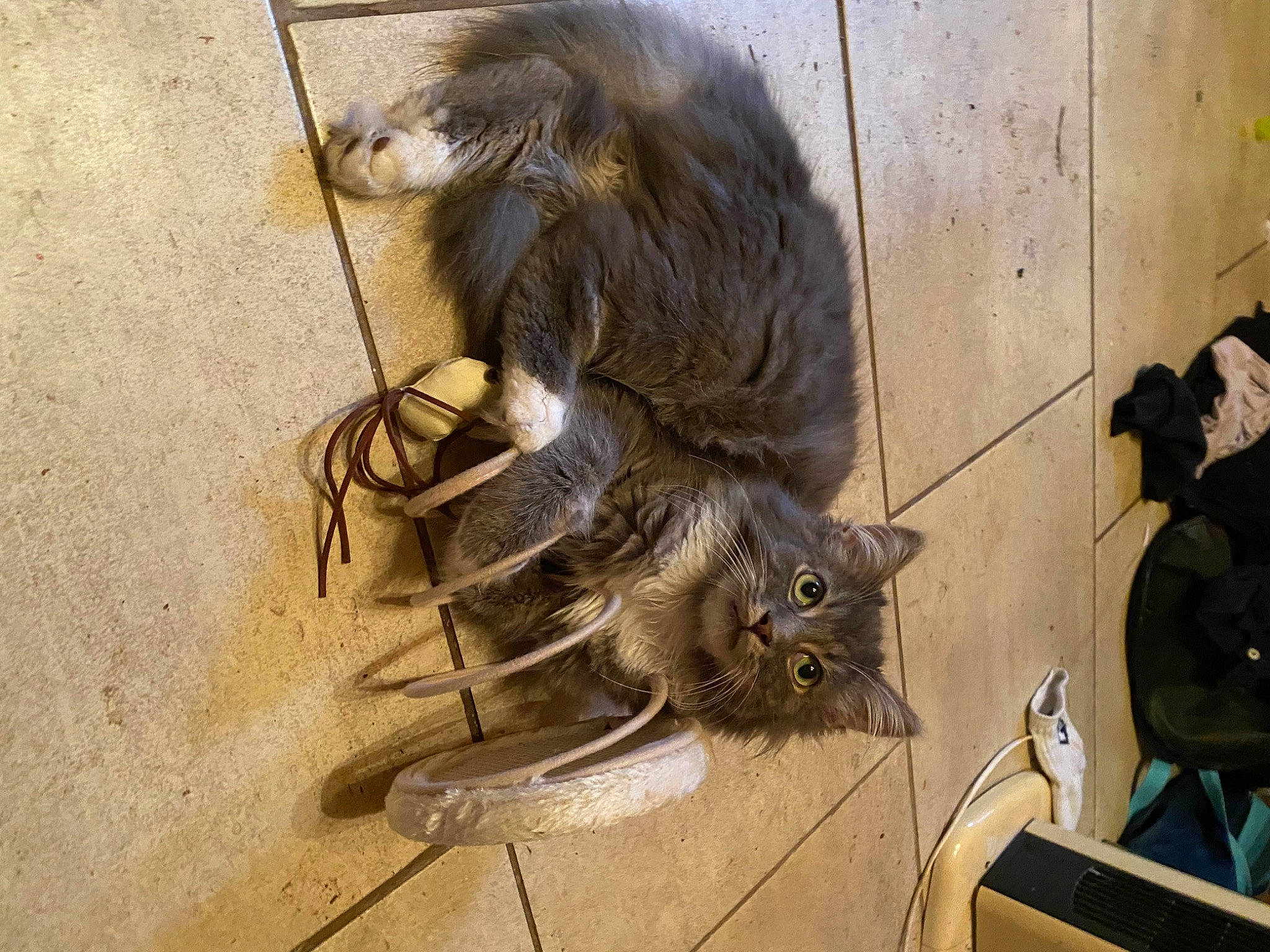 Wyatt participe au concours pour gagner de l'argent avec cette photo : animal_shelter, bird, carnivore, cat, claw, domestic_short_haired_cat, feather, felidae, fur, liver, metal, small_to_medium_sized_cats, tail, terrestrial_animal, whiskers, wood