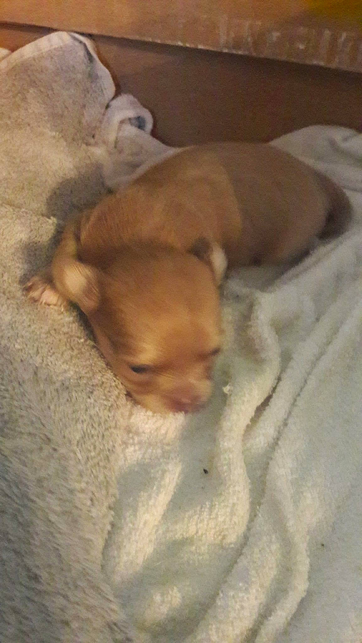 Pelot a rejoint le concours — aidez-le/la à gagner de superbes lots ! brown, canidae, carnivore, comfort, companion_dog, dog, dog_breed, ear, fawn, hardwood, linens, liver, pet_supply, snout, sporting_group, terrestrial_animal, toy_dog, whiskers, wood, working_animal