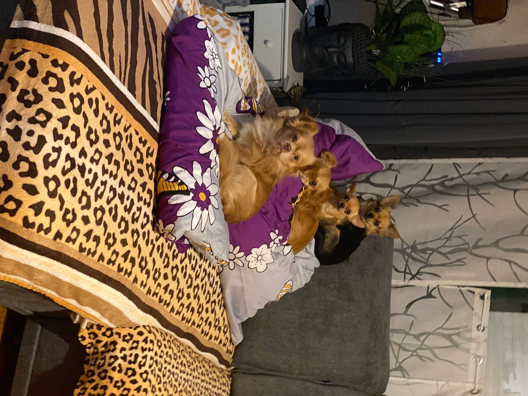 Pelot participe au concours pour gagner de l'argent avec cette photo : event, fun, fur, magenta, pattern, plant, purple, tradition, tree