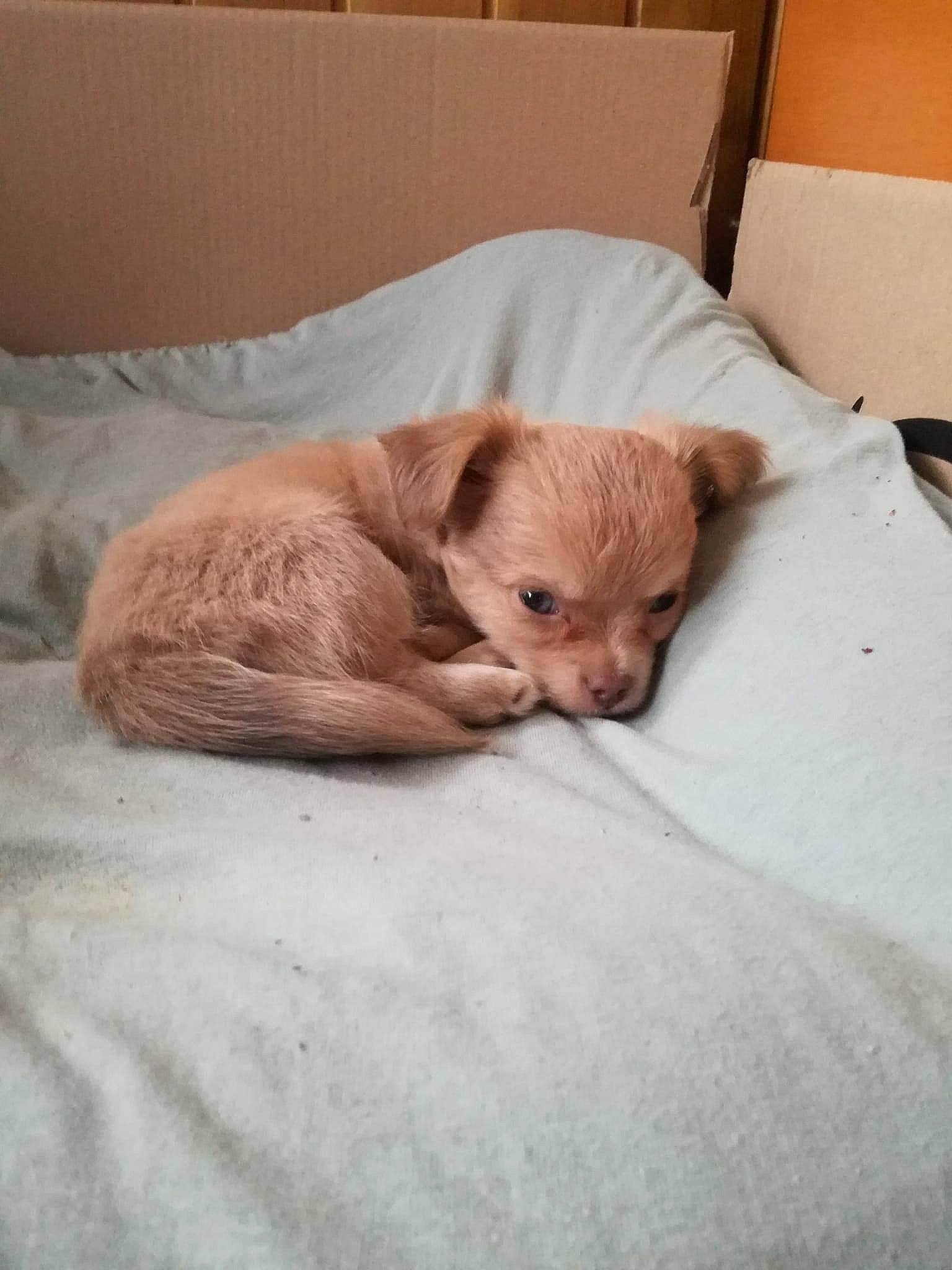 Pelot participe au concours pour gagner de l'argent avec cette photo : brown, canidae, carnivore, comfort, companion_dog, dog, dog_breed, fawn, felidae, fur, hardwood, linens, liver, small_to_medium_sized_cats, snout, sporting_group, terrestrial_animal, whiskers, wood, working_animal