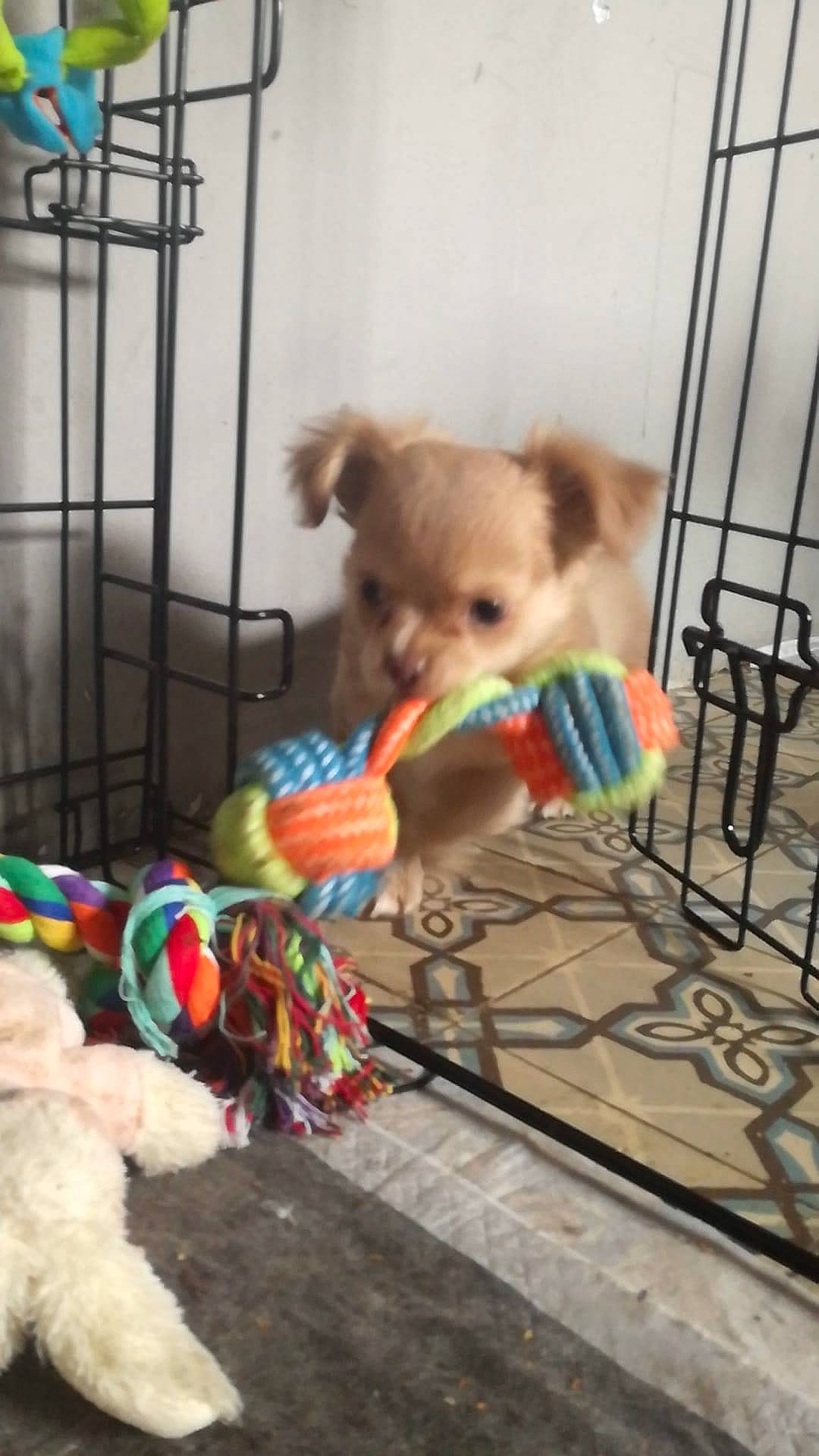 Pelot a rejoint le concours — aidez-le/la à gagner de superbes lots ! animal_shelter, canidae, carnivore, companion_dog, dog, dog_breed, dog_clothes, dog_supply, dog_toy, fawn, fur, non_sporting_group, pet_supply, puppy, sporting_group, stuffed_toy, tail, toy, toy_dog, working_animal