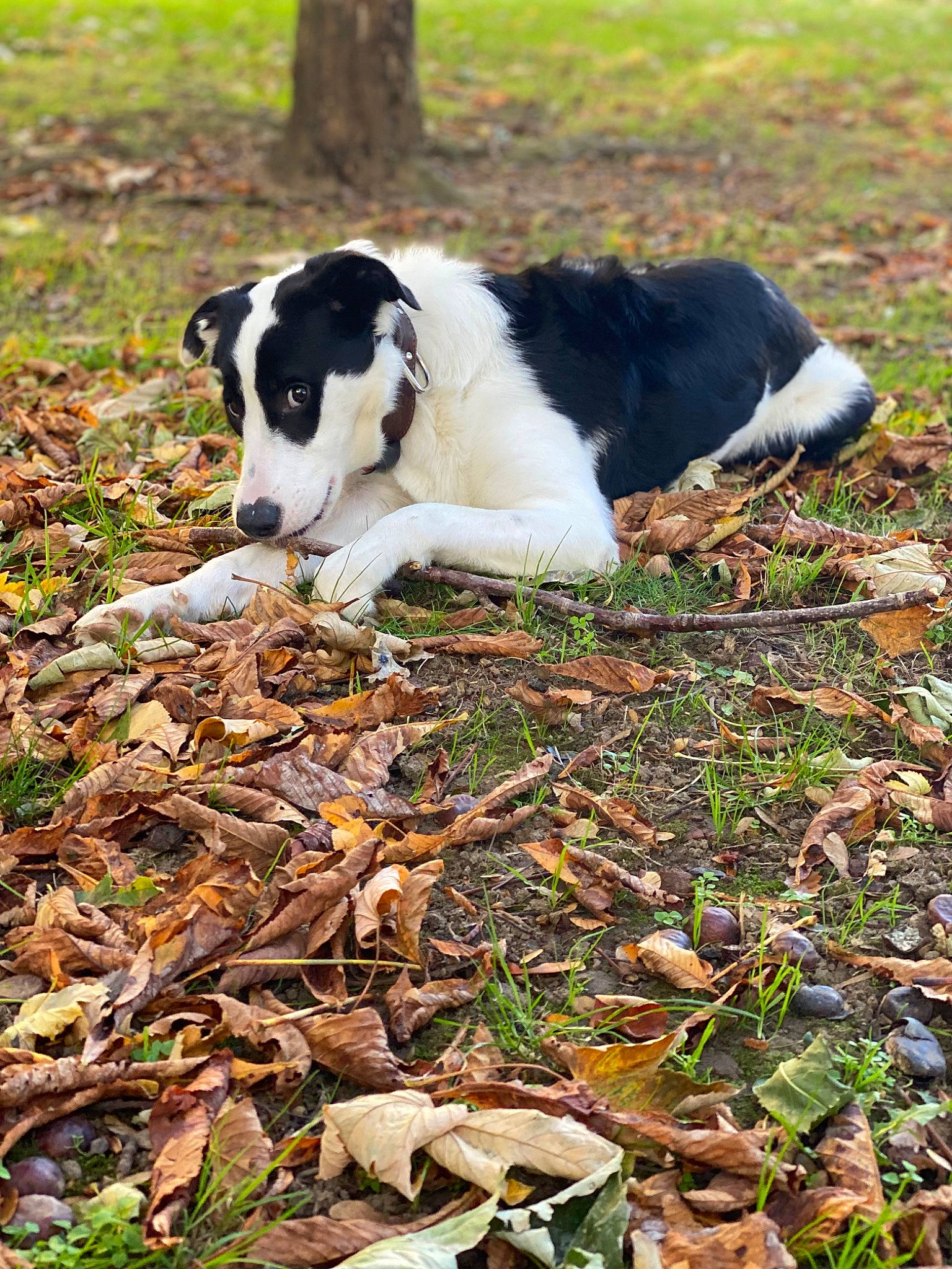 Tiago a rejoint le concours — aidez-le/la à gagner de superbes lots ! autumn, canidae, carmine, carnivore, companion_dog, dog, dog_breed, grass, groundcover, plant, soil, sporting_group, tail, terrestrial_animal, tree, working_animal, working_dog