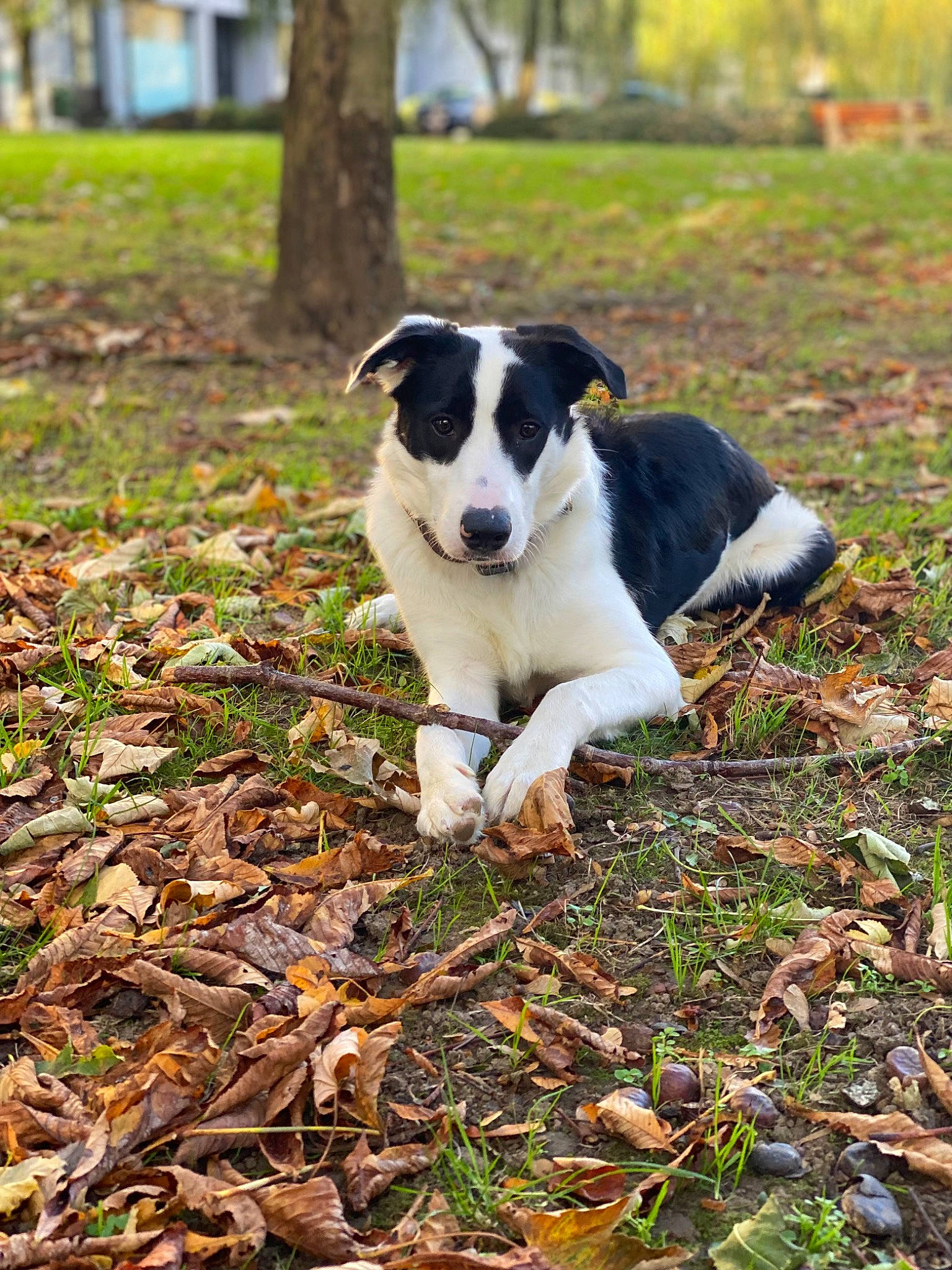 Tiago participe au concours pour gagner de l'argent avec cette photo : autumn, canidae, carnivore, companion_dog, dog, dog_breed, grass, groundcover, herding_dog, hunting_dog, mcnab, plant, soil, sporting_group, tail, tree, working_animal, working_dog