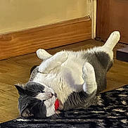 Kilo joined the competition — help win amazing prizes! animal, cat, collar, cozy, cute, domestic_animal, door, feline, fur, gray_and_white, home, indoor, lying_down, paws_up, pet, relaxed, resting, rug, sleepy, wooden_floor