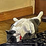animal, cat, collar, cozy, cute, domestic_animal, door, feline, fur, gray_and_white, home, indoor, lying_down, paws_up, pet, relaxed, resting, rug, sleepy, wooden_floor