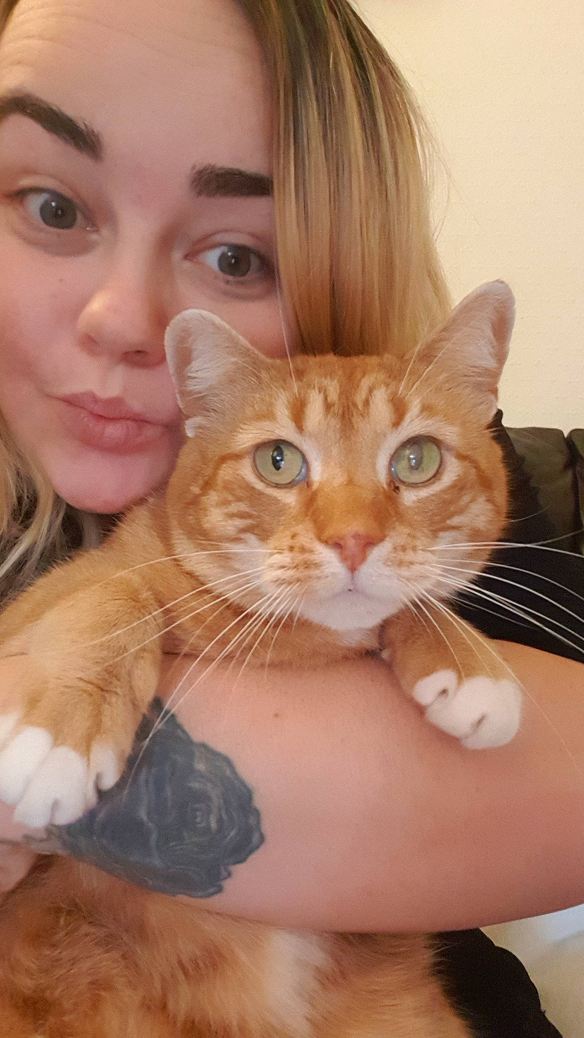 Ginge joined the competition — help win amazing prizes! aegean_cat, blond, brown_hair, carnivore, cat, cheek, domestic_short_haired_cat, european_shorthair, eye, fawn, felidae, fur, iris, kitten, mammal, nose, person, skin, small_to_medium_sized_cats, tabby_cat