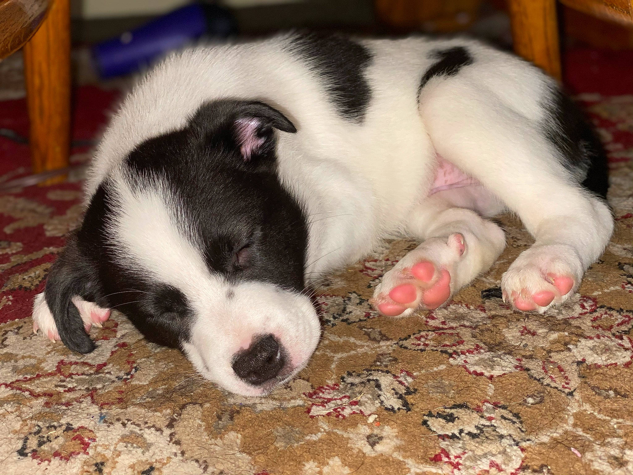 Apollo is registered to the contest to win money with this photo: canidae, carnivore, dog, dog_breed, foot, fur, jaw, mammal, organ, paw, snout, terrestrial_animal, vertebrate, whiskers, working_animal, working_dog