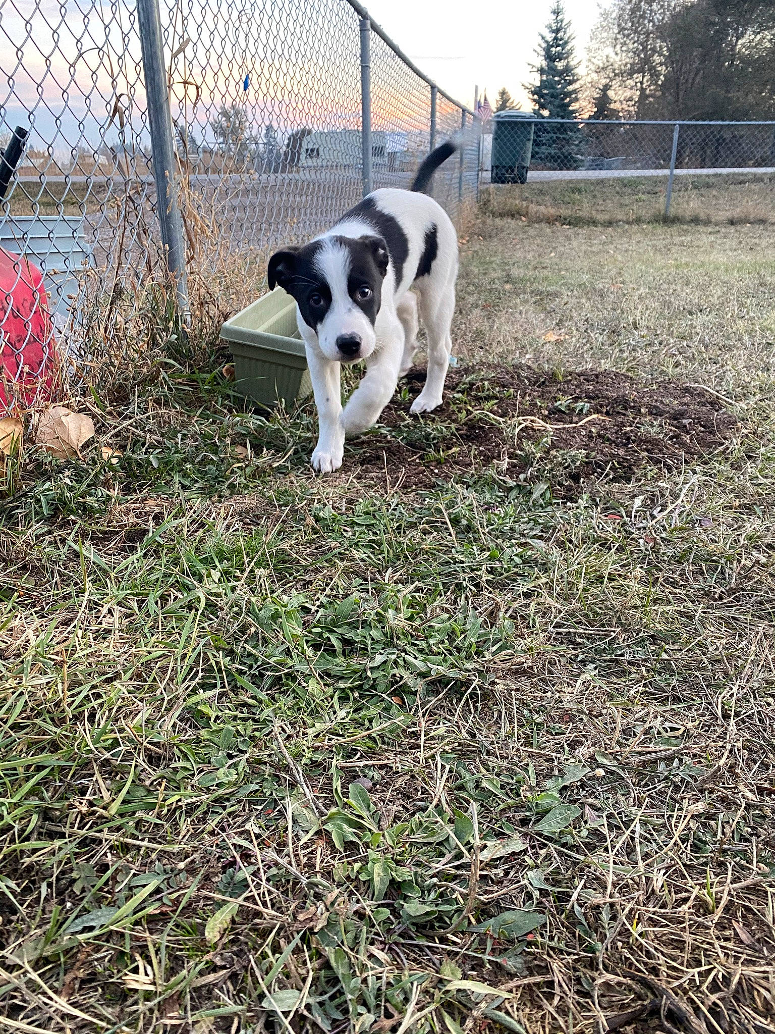 Apollo joined the competition — help win amazing prizes! canidae, carnivore, chain_link_fencing, collar, companion_dog, dog, dog_breed, dog_supply, fence, grass, hunting_dog, lawn, mammal, mesh, sporting_group, tail, wire_fencing, working_animal, working_dog, yard