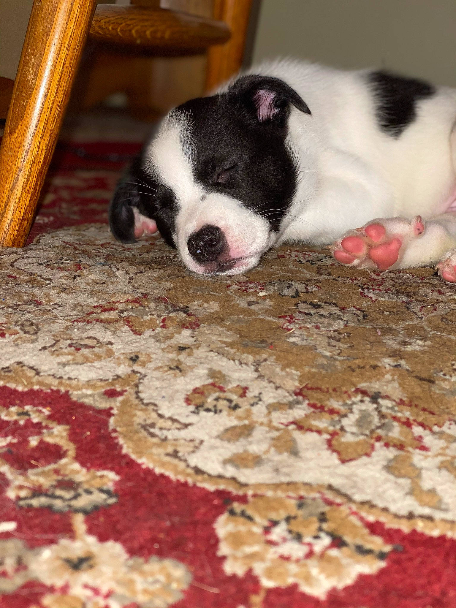 Apollo joined the competition — help win amazing prizes! boston_terrier, canidae, carnivore, carpet, companion_dog, dog, dog_breed, fawn, mammal, mat, non_sporting_group, paw, puppy, red, rug, snout, terrestrial_animal, toy_dog, vertebrate, working_animal