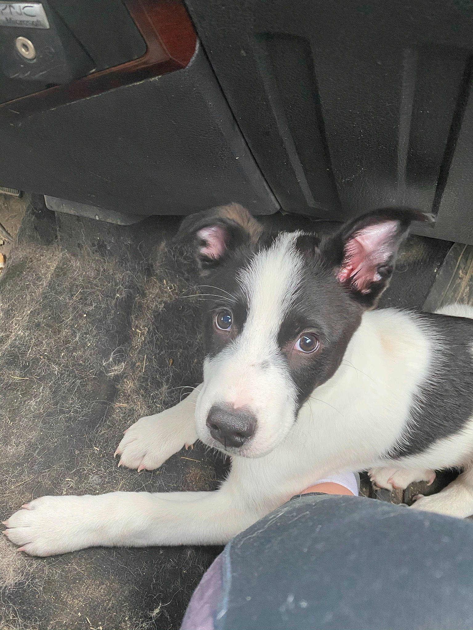 Apollo is registered to the contest to win money with this photo: canidae, carnivore, companion_dog, dog, dog_breed, mammal, snout, sporting_group, terrestrial_animal, vertebrate, whiskers, working_animal, working_dog