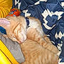 cat, orange_tabby, sleeping, pet, collar, blanket, fabric, yellow, blue, white_pattern, cozy, indoor, resting, fur, animal, cute, domestic_cat, relaxed, closeup, soft