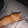 kitten, cat, orange_cat, sleeping, blanket, cozy, indoor, pet, feline, fur, cute, nap, resting, soft, animal, domestic_animal, young_cat, warm, comfort, bed
