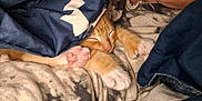 Honey joined the competition — help win amazing prizes! kitten, cat, sleeping, paw, person, blanket, clothing, cozy, rest, nap, orange_cat, white_paw, indoors, comfort, soft, warm, close_up, cuddle, cute, pet