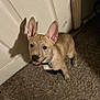 dog, puppy, long_ears, tan_coat, brindle, collar, tag, carpet, door, shadow, indoor, pet, looking_up, smile, fur, cute, portrait, wall, floor, companion
