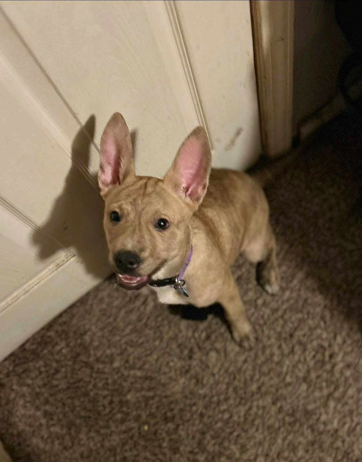 Zora joined the competition — help win amazing prizes! dog, puppy, long_ears, tan_coat, brindle, collar, tag, carpet, door, shadow, indoor, pet, looking_up, smile, fur, cute, portrait, wall, floor, companion