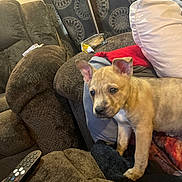 Zora is registered to the contest to win money with this photo: dog, puppy, sofa, couch, pillow, blanket, remote_control, living_room, pet, ears, fur, indoor, lamp, curtain, patterned_curtain, glass_container, tube, blanket_fold, cute, relaxed