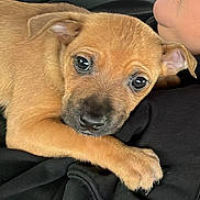 Zander joined the competition — help win amazing prizes! dog, puppy, brown_puppy, close_up, pet, big_eyes, wet_nose, paw, human_partial, child, cuddling, hoodie, black_clothing, indoor, portrait, cute, fur, resting, snout, cozy