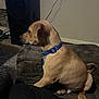 dog, puppy, brown_fur, blue_collar, pet_id_tag, sitting, couch, blanket, indoor, carpet, speaker, dog_crate, wall, electrical_cord, paws, nails, profile_view, domestic_pet, furniture, human_leg