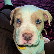 Robin is registered to the contest to win money with this photo: puppy, dog, blue_eyes, pet, indoor, blanket, person, lap, cute, fur, animal, young, nose, ears, looking, brown, white, cozy, resting, closeup