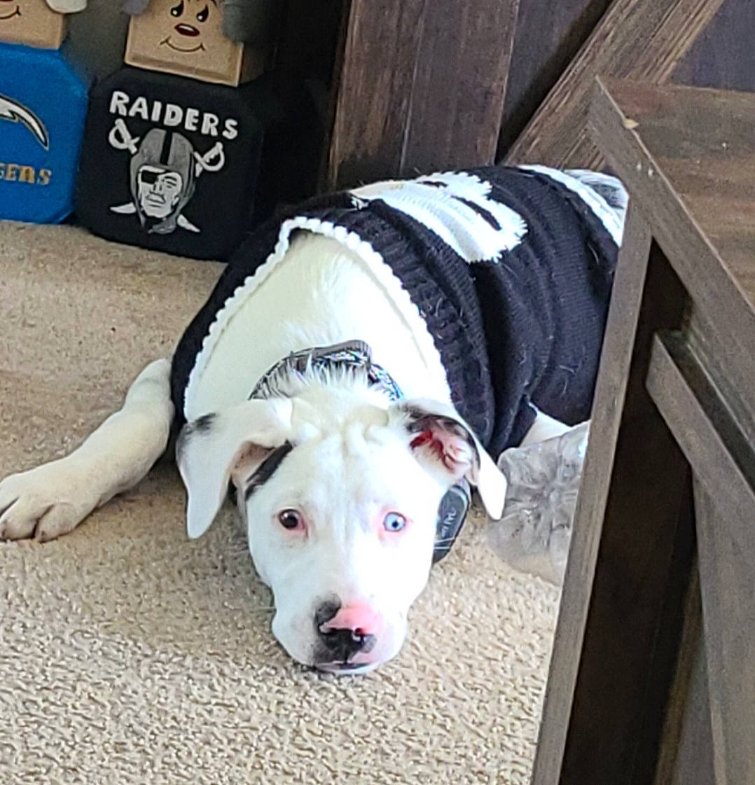 Oakley joined the competition — help win amazing prizes! canidae, carnivore, collar, companion_dog, dog, dog_breed, dog_clothes, dog_collar, dog_supply, fashion_accessory, fawn, jaw, leash, livestock, pet_supply, sporting_group, tail, whiskers, white, working_animal