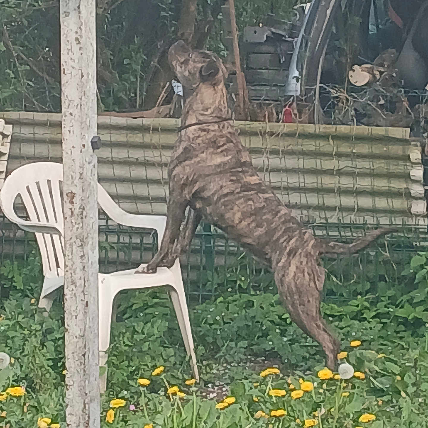 Kiara participe au concours pour gagner de l'argent avec cette photo : animal, backyard, canine, chair, dog, furniture, grass, greatdane, jar, kangaroo, nature, outdoors, pet, plant, planter, pottedplant, pottery, vegetation, wood, yard